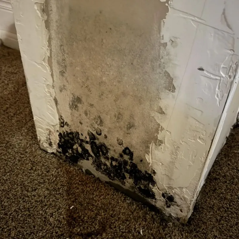 Professional Mold Removal in Langdon, ND